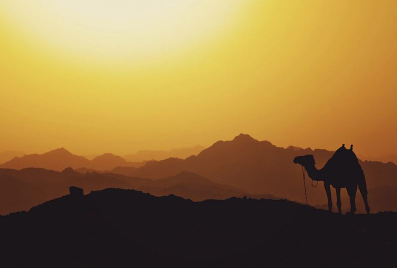 Middle East - silhouette of camel