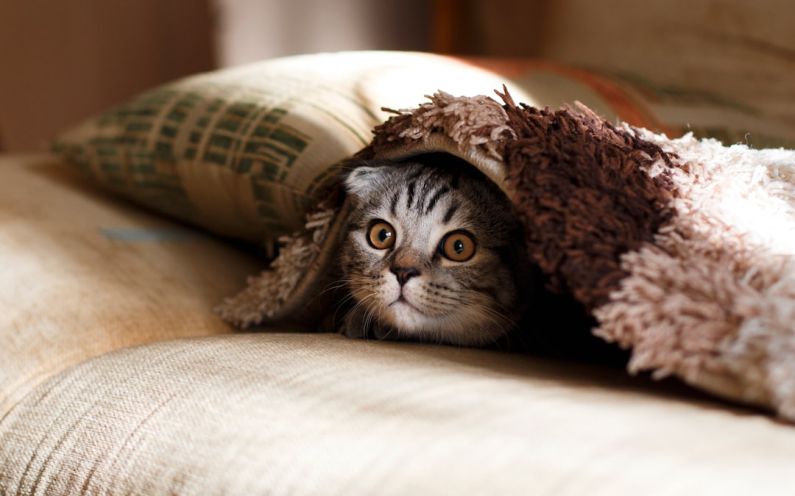 Hidden Costs - brown Scottish fold in brown thick-pile blanket